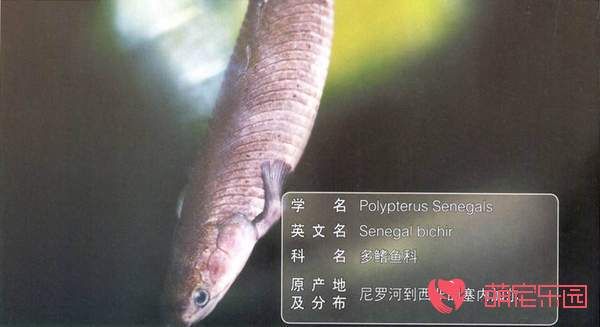 九节龙鱼价格(九节龙多少钱一斤)-图3 九节龙鱼价格(九节龙多少钱一斤)-图3