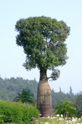 张树的价格（张树是好树吗）