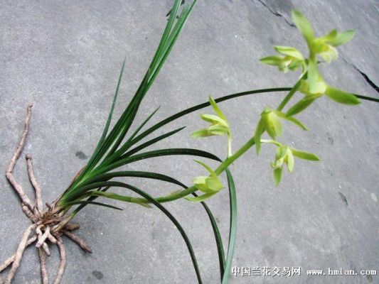 蕙兰绿素价格(绿惠兰花)-图2 蕙兰绿素价格(绿惠兰花)-图2