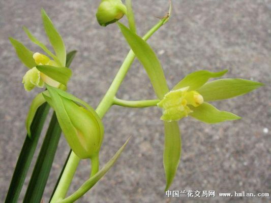 蕙兰绿素价格(绿惠兰花)-图3 蕙兰绿素价格(绿惠兰花)-图3
