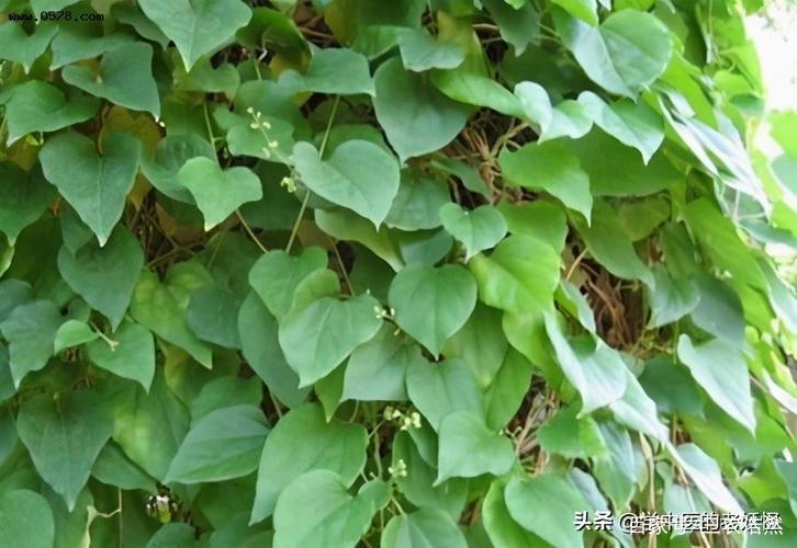 风沙藤价格(风沙藤的功效与作用还有别名)-图2 风沙藤价格(风沙藤的功效与作用还有别名)-图2