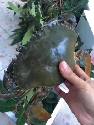 红鲟的价格(红鲟好吃吗)-图3 红鲟的价格(红鲟好吃吗)-图3