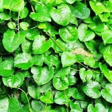 落葵薯价格(落葵薯价格多少)-图3 落葵薯价格(落葵薯价格多少)-图3
