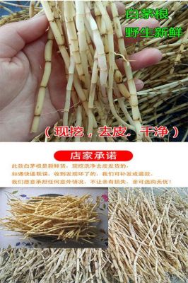 黄茅根价格(黄茅草根的药用价值)-图3 黄茅根价格(黄茅草根的药用价值)-图3