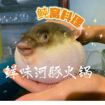 河豚价格多少钱一斤(河豚多少元一只)-图3 河豚价格多少钱一斤(河豚多少元一只)-图3