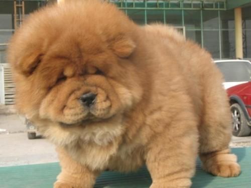 棕狮价格(棕狮犬的照片)-图2 棕狮价格(棕狮犬的照片)-图2