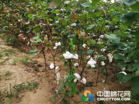 夏津棉籽价格（夏津籽棉交易市场）