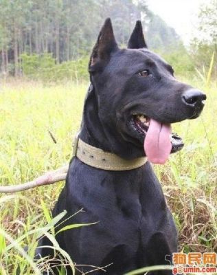 豹犬价格(豹犬是什么品种)-图2 豹犬价格(豹犬是什么品种)-图2