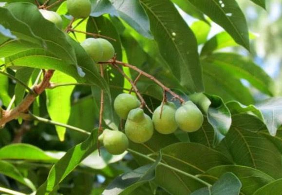 皂果树价格（皂果子的功效和作用）-图3