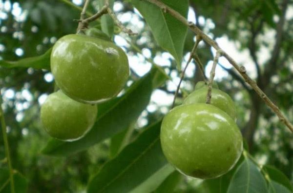 皂果树价格（皂果子的功效和作用）-图1