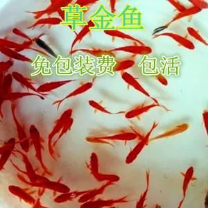 草金的价格(草金贵吗)-图3 草金的价格(草金贵吗)-图3