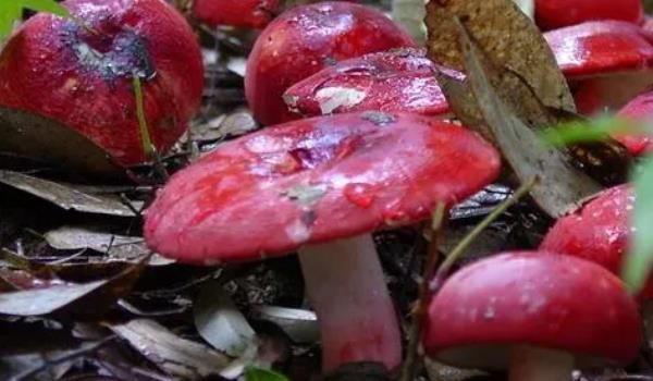血红菇价格（血红菇图片）
