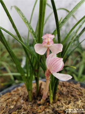 兰花粉荷最新价格(中国兰花交易网粉荷素)-图2 兰花粉荷最新价格(中国兰花交易网粉荷素)-图2