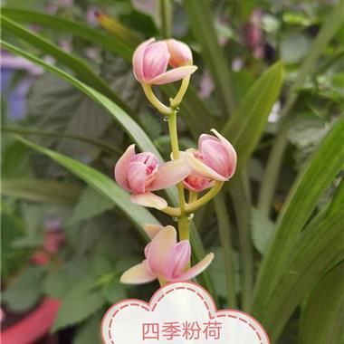 兰花粉荷最新价格(中国兰花交易网粉荷素)-图3 兰花粉荷最新价格(中国兰花交易网粉荷素)-图3