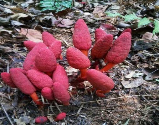 鹿仙草的价格(鹿仙草的价格和作用)-图3 鹿仙草的价格(鹿仙草的价格和作用)-图3