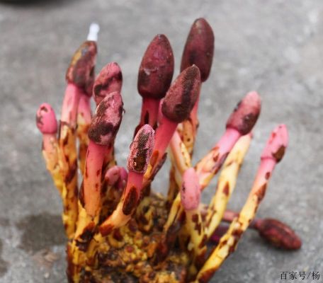 鹿仙草的价格(鹿仙草的价格和作用)-图2 鹿仙草的价格(鹿仙草的价格和作用)-图2