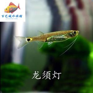 龙须灯鱼价格(龙须灯鱼价格多少)-图3 龙须灯鱼价格(龙须灯鱼价格多少)-图3
