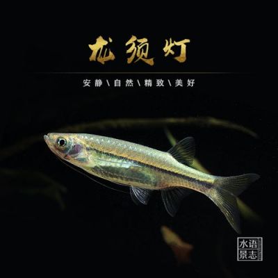 龙须灯鱼价格(龙须灯鱼价格多少)-图2 龙须灯鱼价格(龙须灯鱼价格多少)-图2