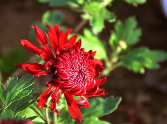 红菊花的价格(红菊花多少钱一盆)-图2 红菊花的价格(红菊花多少钱一盆)-图2
