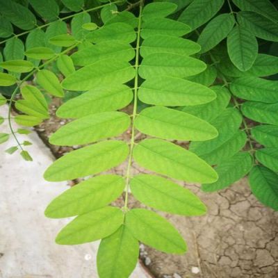 槐叶价格（槐叶有什么功效和作用）