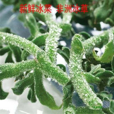 菜草通价格(菜通天下)-图3 菜草通价格(菜通天下)-图3
