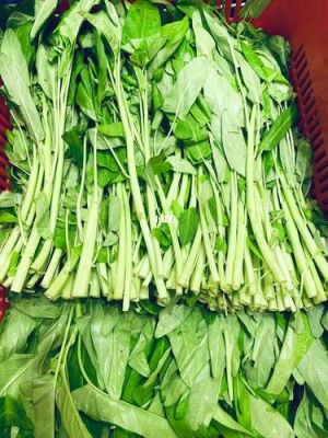 菜草通价格(菜通天下)-图2 菜草通价格(菜通天下)-图2