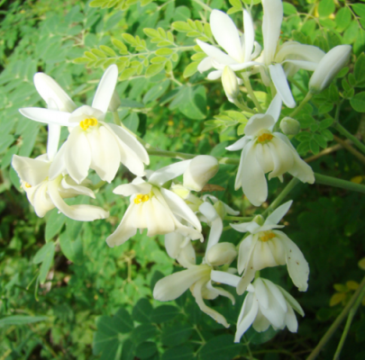 辣木花的价格(辣木花花语)-图3 辣木花的价格(辣木花花语)-图3