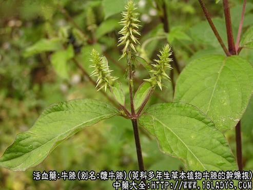 淮牛膝价格(淮牛膝有毒吗)-图1 淮牛膝价格(淮牛膝有毒吗)-图1