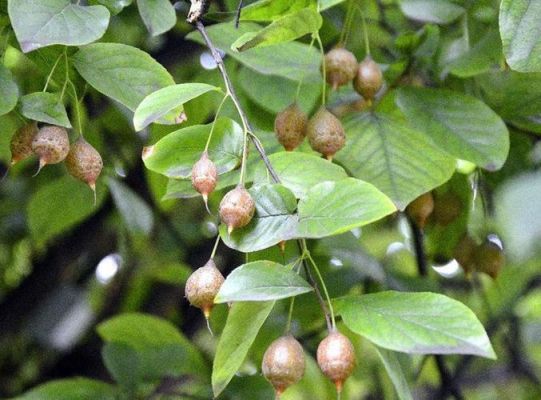 秤砣树价格(称砣树的功效)-图3 秤砣树价格(称砣树的功效)-图3