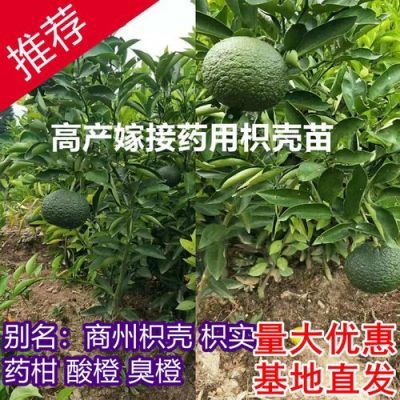 药柑价格(药柑果子图片)-图3 药柑价格(药柑果子图片)-图3