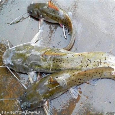 西江钳鱼价格（西江钳鱼二级保护）