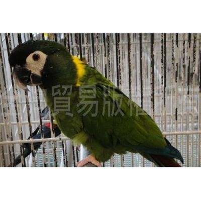 黄领金刚价格(黄金金刚)-图1 黄领金刚价格(黄金金刚)-图1
