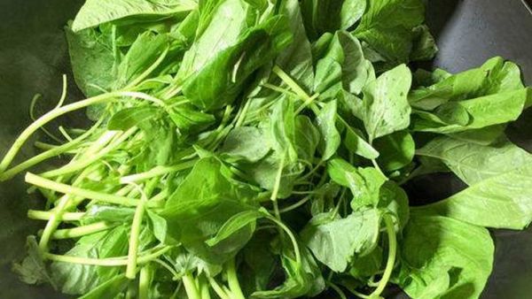 汉菜价格(汉菜价格是多少)-图3 汉菜价格(汉菜价格是多少)-图3