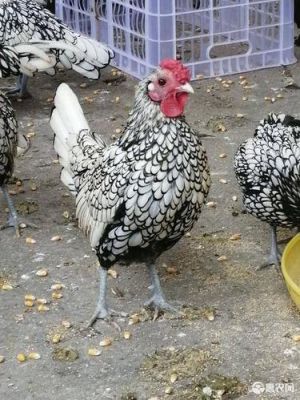 波澜鸡价格(波澜食品)-图3 波澜鸡价格(波澜食品)-图3