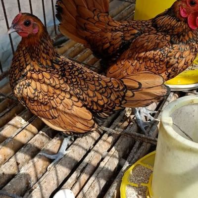 波澜鸡价格(波澜食品)-图2 波澜鸡价格(波澜食品)-图2