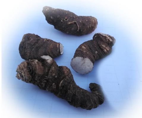 独角灵价格（独角灵长什么样）