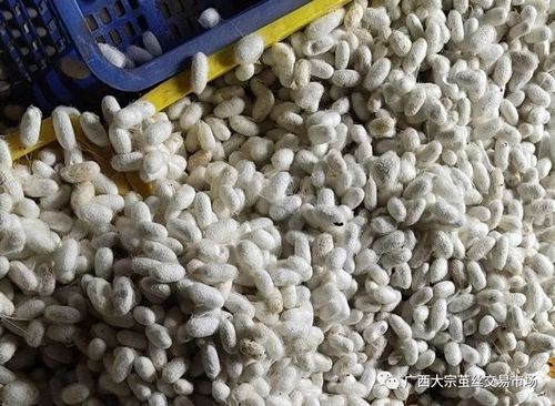 今年秋茧价格(广西秋茧鲜茧收购价)-图2 今年秋茧价格(广西秋茧鲜茧收购价)-图2