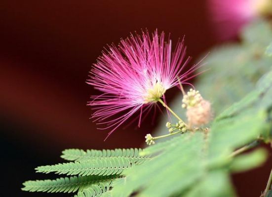 榕花价格(艮 草书)-图2 榕花价格(艮 草书)-图2