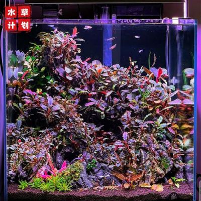 榕花价格(艮 草书)-图3 榕花价格(艮 草书)-图3