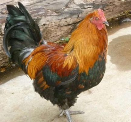 扇鸡的价格(扇鸡一般养几个月)-图3 扇鸡的价格(扇鸡一般养几个月)-图3