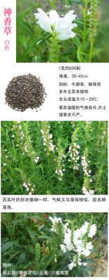 柳薄荷价格（薄柳之质什么意思）