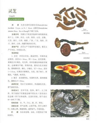 包含芝能灵芝西洋参价格的词条-图3 包含芝能灵芝西洋参价格的词条-图3