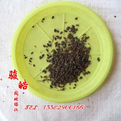 早子价格(早禾子的别名)-图3 早子价格(早禾子的别名)-图3