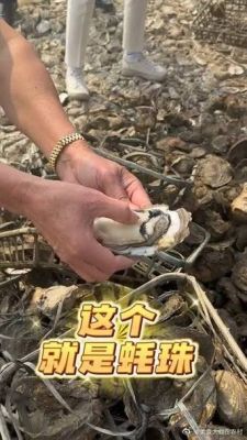 蚝珠价格(蚝珠贵吗)-图2 蚝珠价格(蚝珠贵吗)-图2