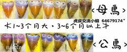 虎皮灰翅价格(灰翅虎皮鹦鹉分公母)-图2 虎皮灰翅价格(灰翅虎皮鹦鹉分公母)-图2
