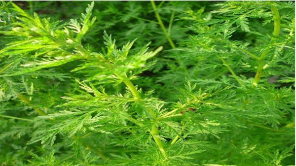 青蒿叶价格(青蒿草价格)-图1 青蒿叶价格(青蒿草价格)-图1