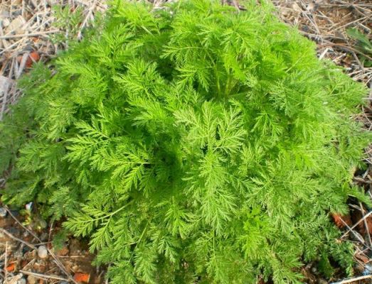 青蒿叶价格(青蒿草价格)-图2 青蒿叶价格(青蒿草价格)-图2