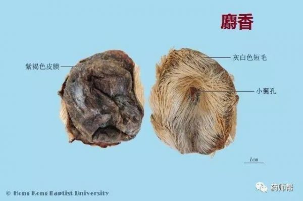 麝香猪价格(麝香现在价格)-图1 麝香猪价格(麝香现在价格)-图1