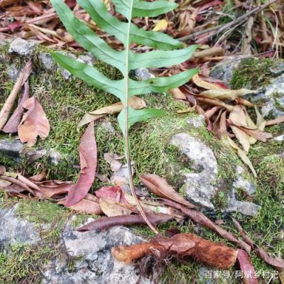 巴岩姜价格(巴岩姜多少钱一斤收购)-图1 巴岩姜价格(巴岩姜多少钱一斤收购)-图1