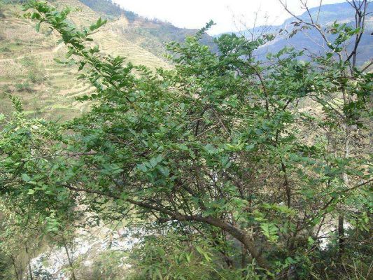 马桑树的价格(马桑树价格天地药材门外)-图2 马桑树的价格(马桑树价格天地药材门外)-图2